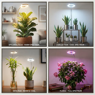 Adjustable Height Plant Grow Lamp With Full Spectrum LED And Auto Timer | Willowby