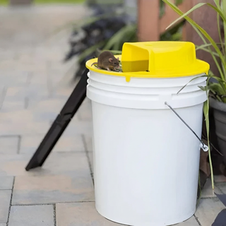 Automatic Reusable Mouse Trap for Safe & Easy Rodent Control | Trapora